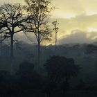 Tropische Waldlandschaft bei Los Chiles am Morgen