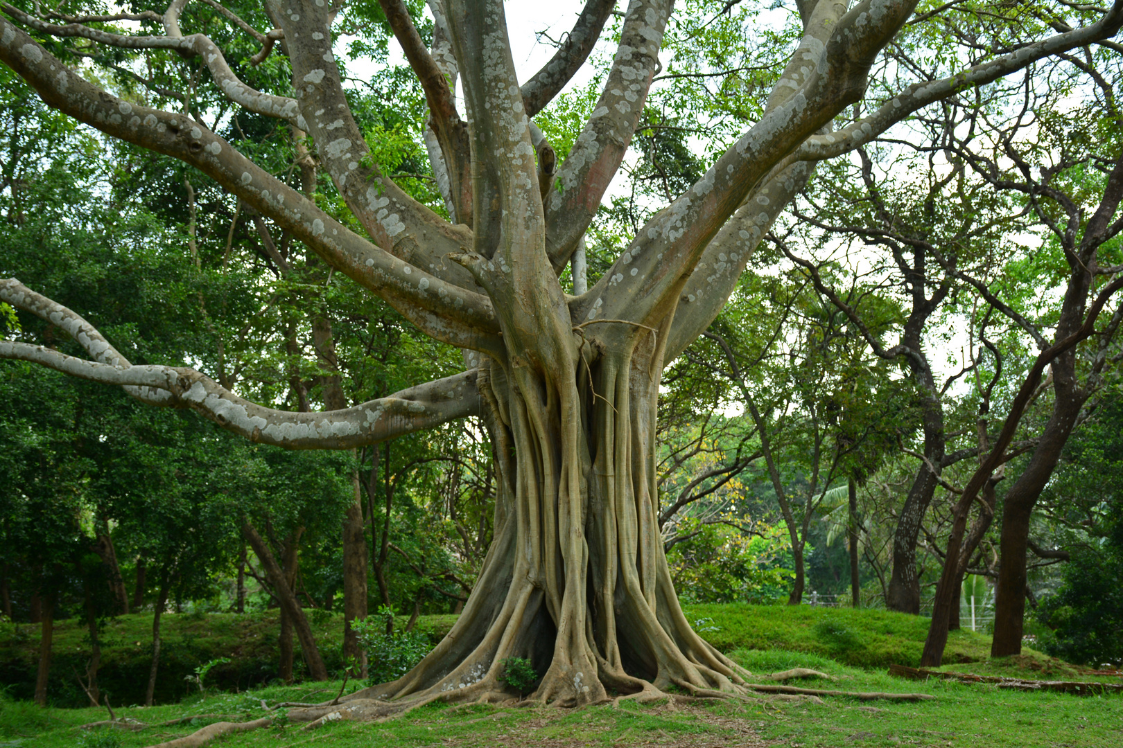 Tropischer Baum