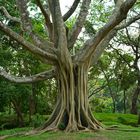 Tropischer Baum