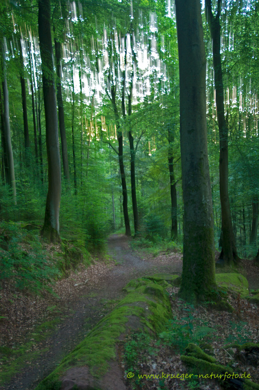 Tropischer Buchenwald