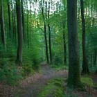 Tropischer Buchenwald