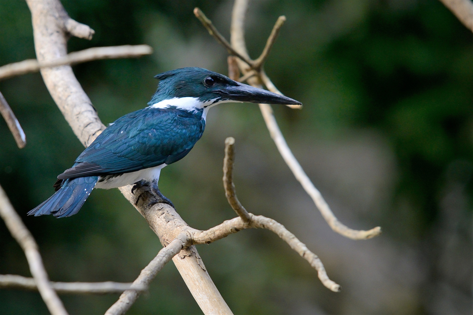 tropischer Eisvogel