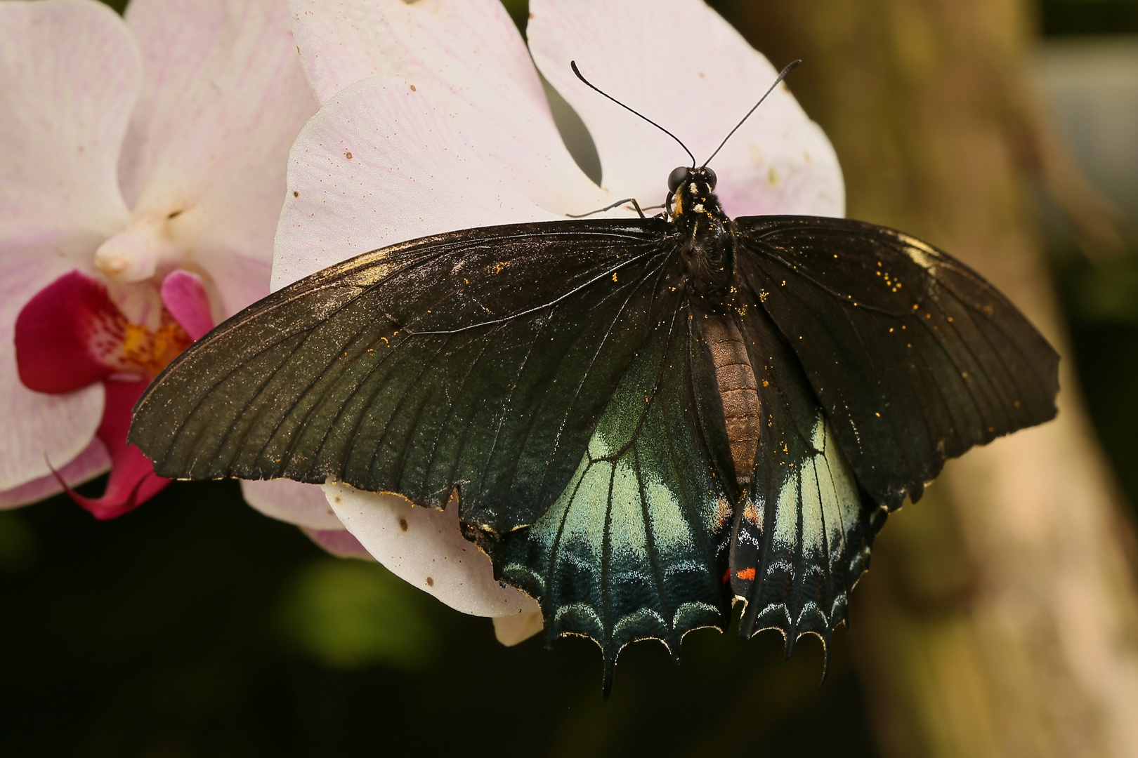 Tropischer Falter (2017_06_10_EOS 6D_3476_ji)