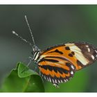 Tropischer Falter - Botanischer Garten, München