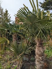 Tropischer Garten auf Hiddensee 