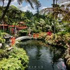 Tropischer Garten MONTE PALACE Funchal Maddeira