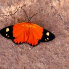 Tropischer Nachtfalter am Morgen, Stenele aletis ( Geometridae )