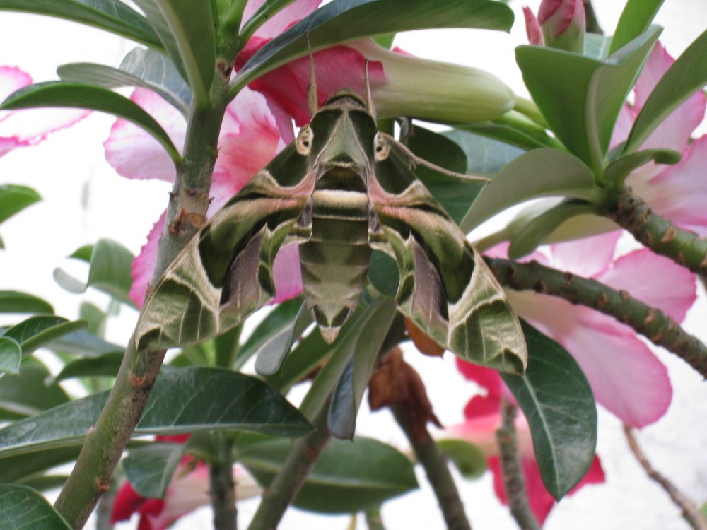 Tropischer Nachtfalter in Bangkok, Thailand