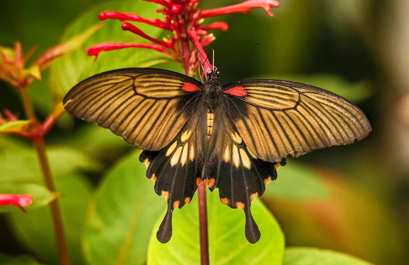 Tropischer Prachtschmetterling