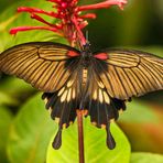 Tropischer Prachtschmetterling