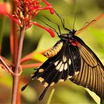 Tropischer Prachtschmetterling 