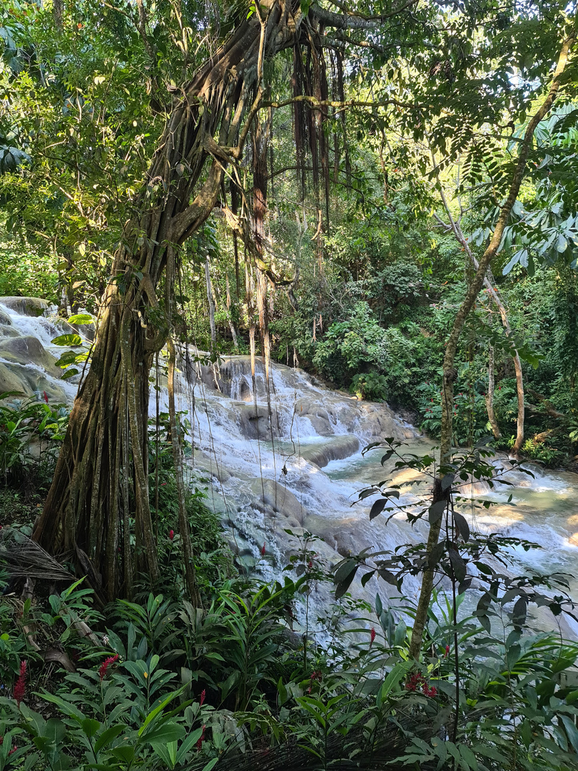 Tropischer Regenwald