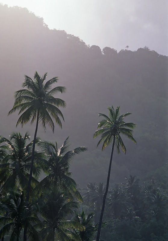 tropischer Regenwald auf Martinique