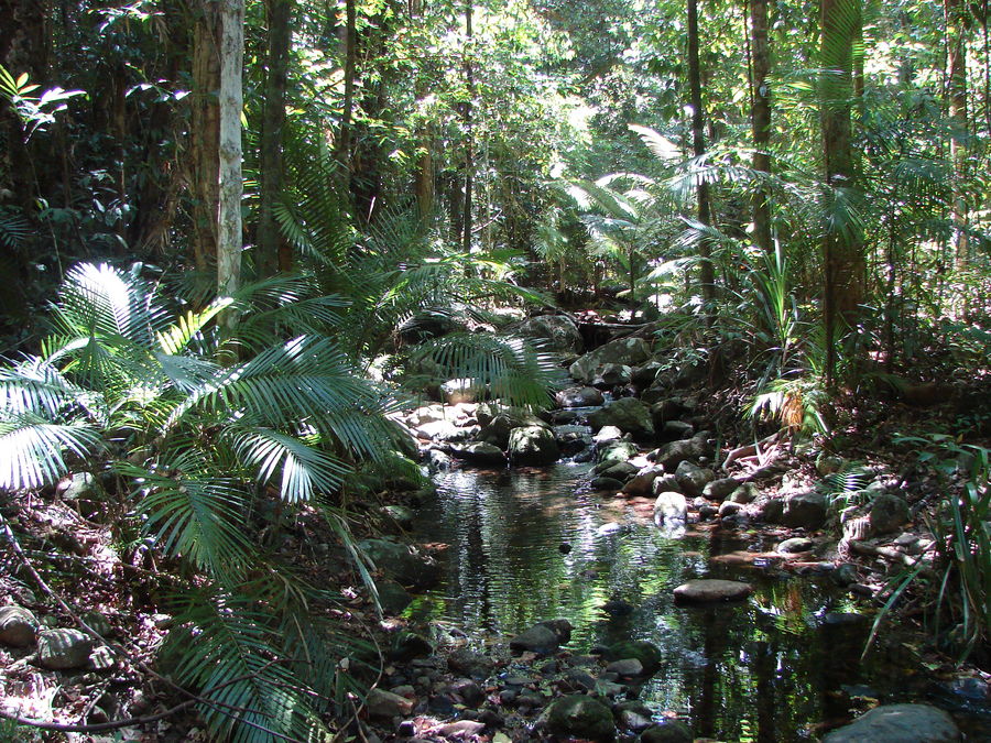 Tropischer Regenwald bei Mossman Gorge