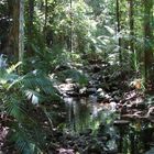 Tropischer Regenwald bei Mossman Gorge