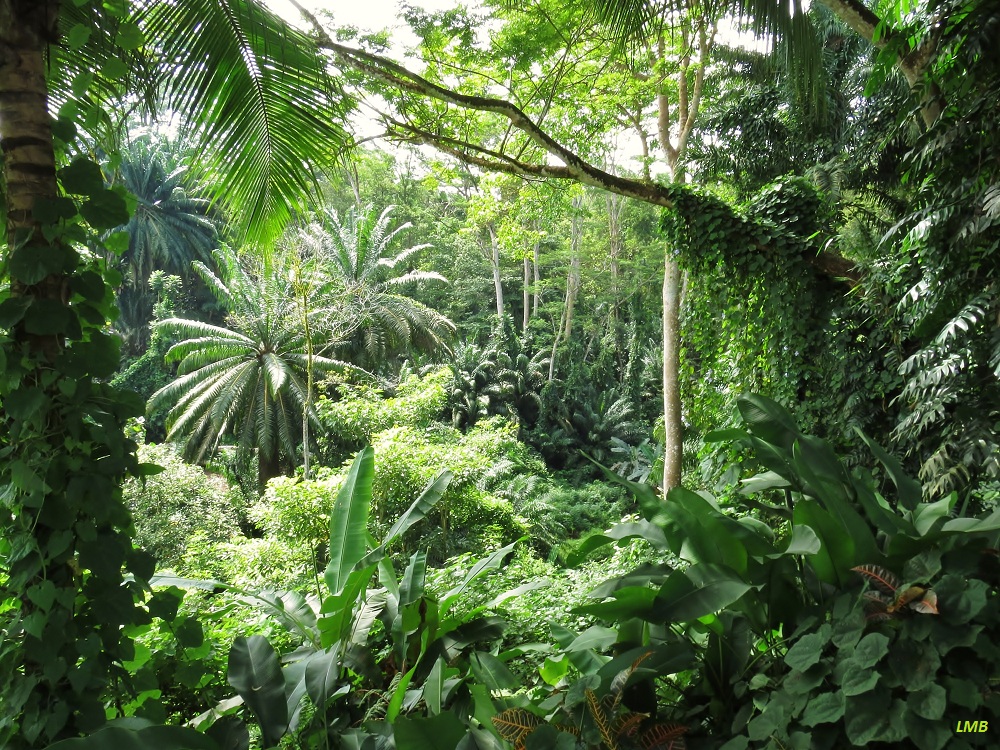 Tropischer Regenwald im Sonnenschein