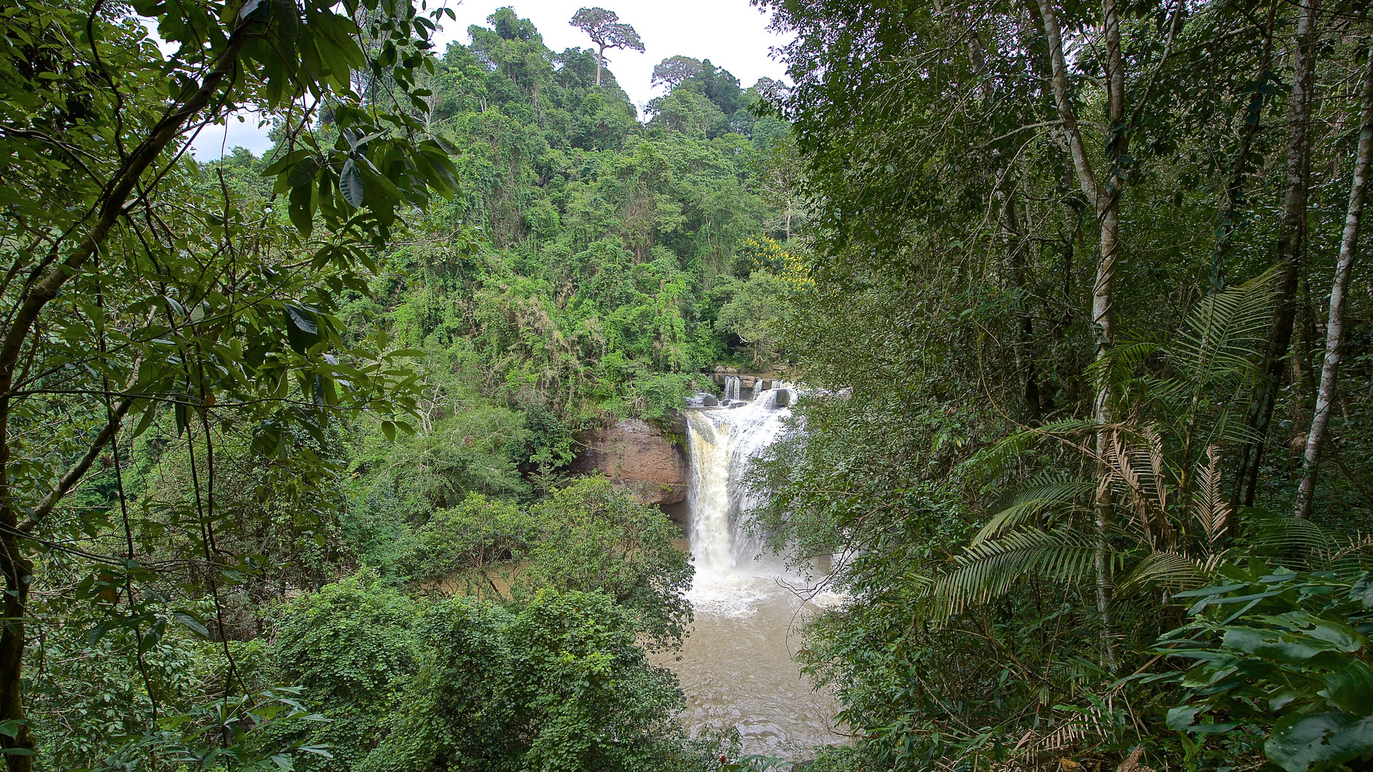 Tropischer Regenwald in Thailand