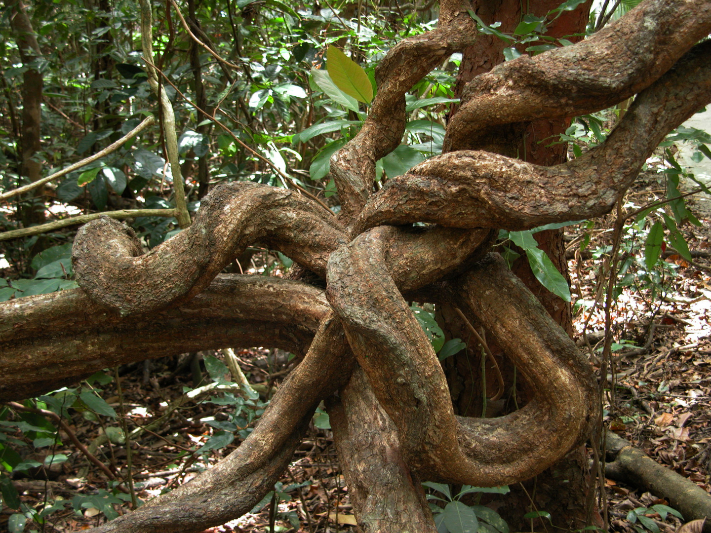 Tropischer Regenwald...Queensland...