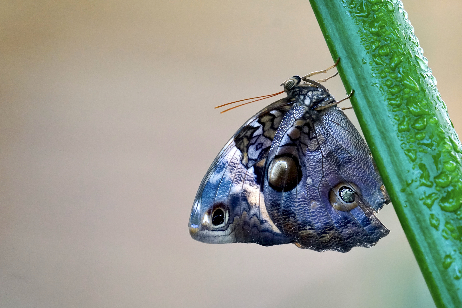 Tropischer Schmetterling