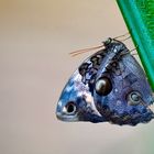 Tropischer Schmetterling