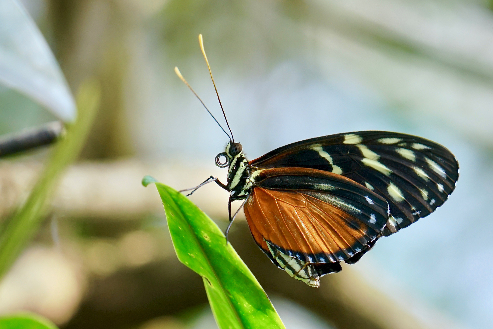 Tropischer Schmetterling