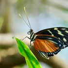 Tropischer Schmetterling