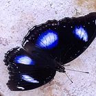 tropischer Schmetterling