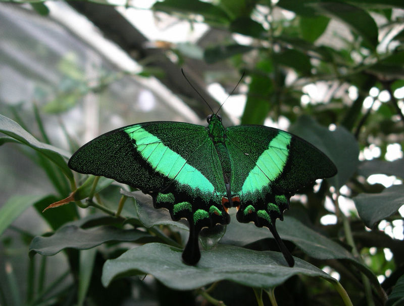 Tropischer Schmetterling