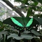 Tropischer Schmetterling