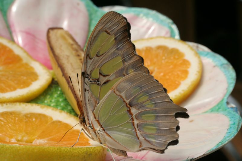 tropischer Schmetterling (1)