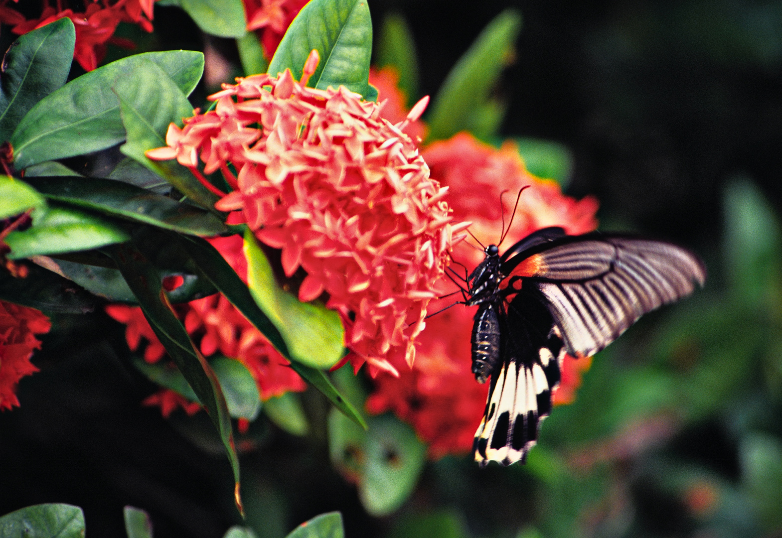 tropischer Schmetterling 