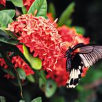 tropischer Schmetterling 
