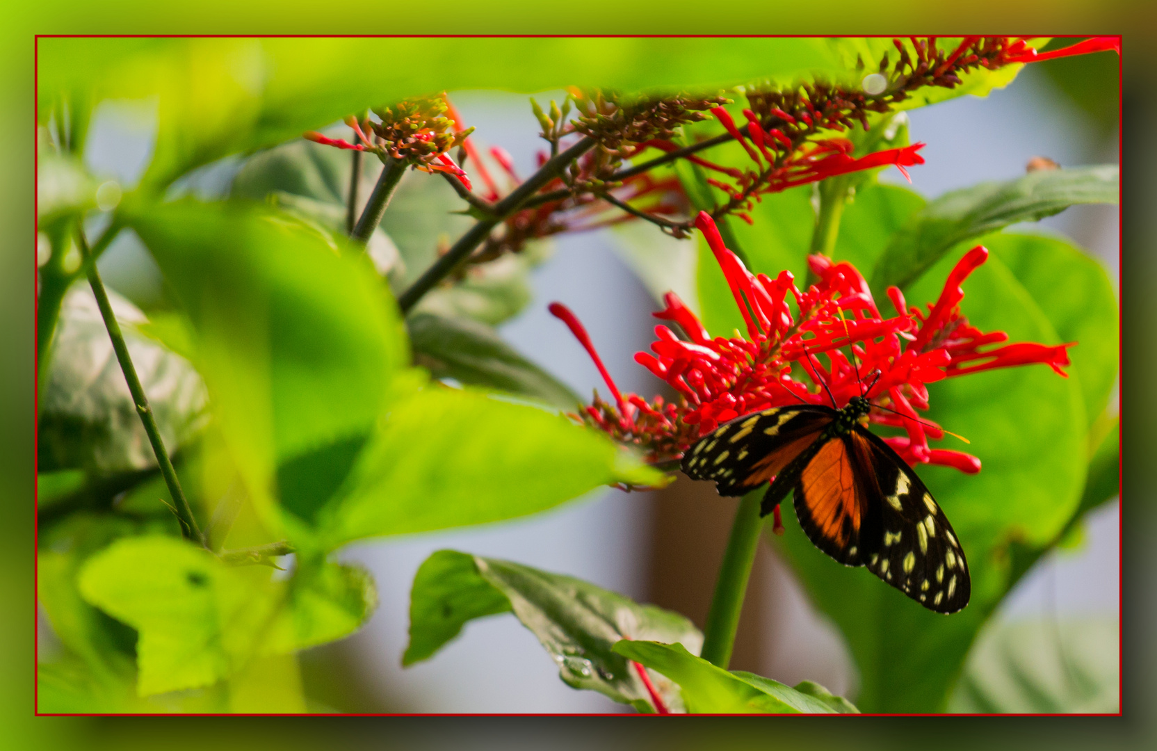 Tropischer Schmetterling 2