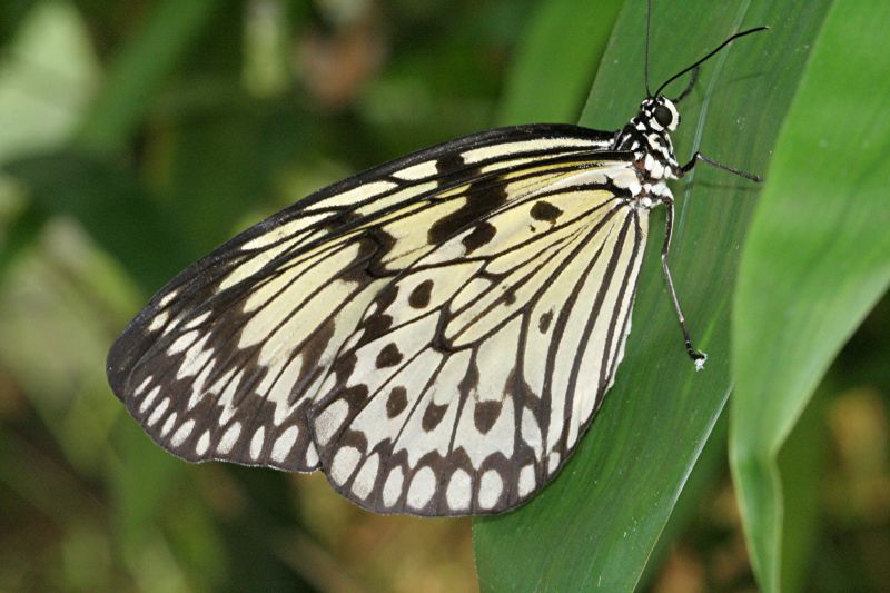 Tropischer Schmetterling (2)