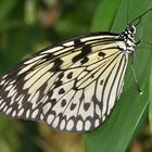 Tropischer Schmetterling (2)