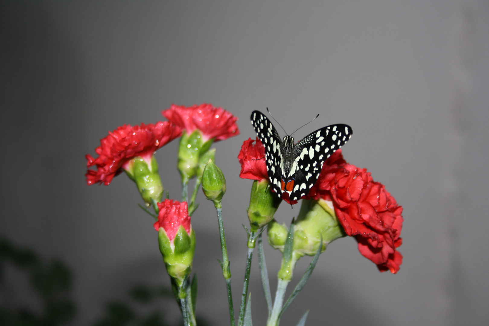 Tropischer Schmetterling