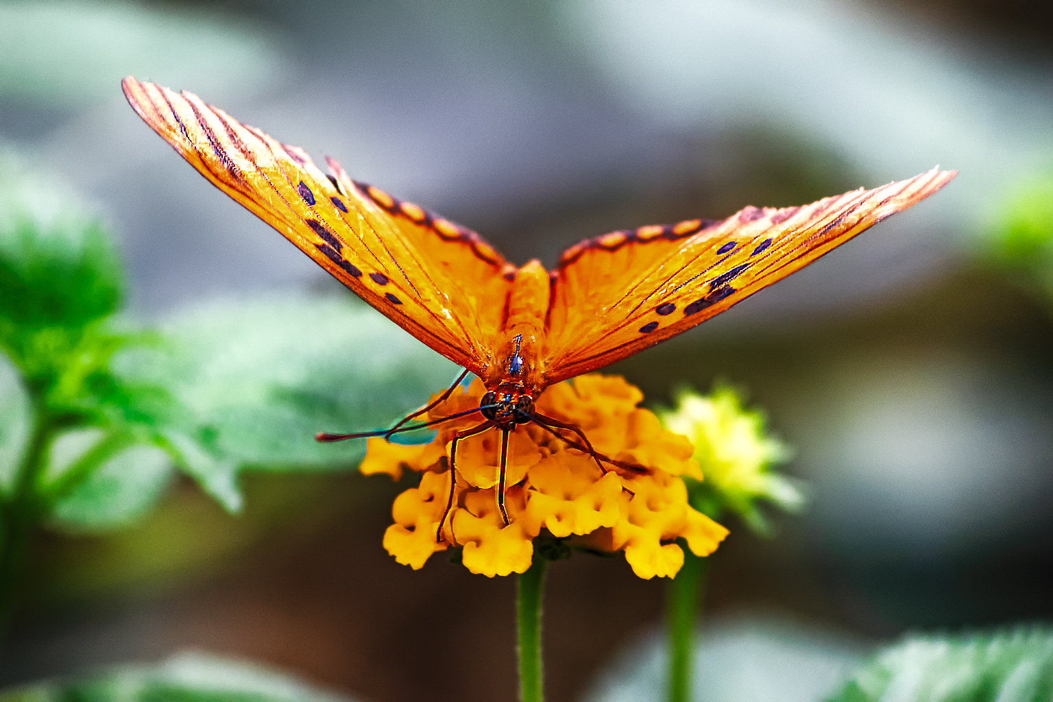 Tropischer Schmetterling