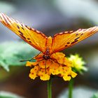 Tropischer Schmetterling