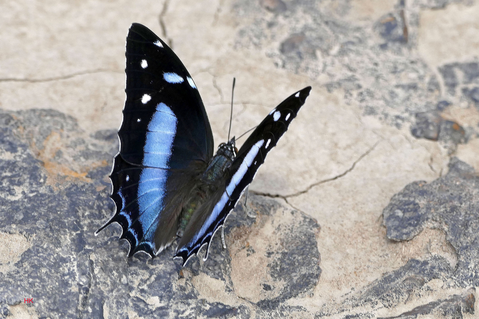 Tropischer Schmetterling