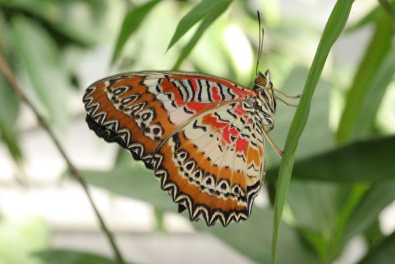 Tropischer Schmetterling (3)