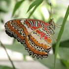 Tropischer Schmetterling (3)