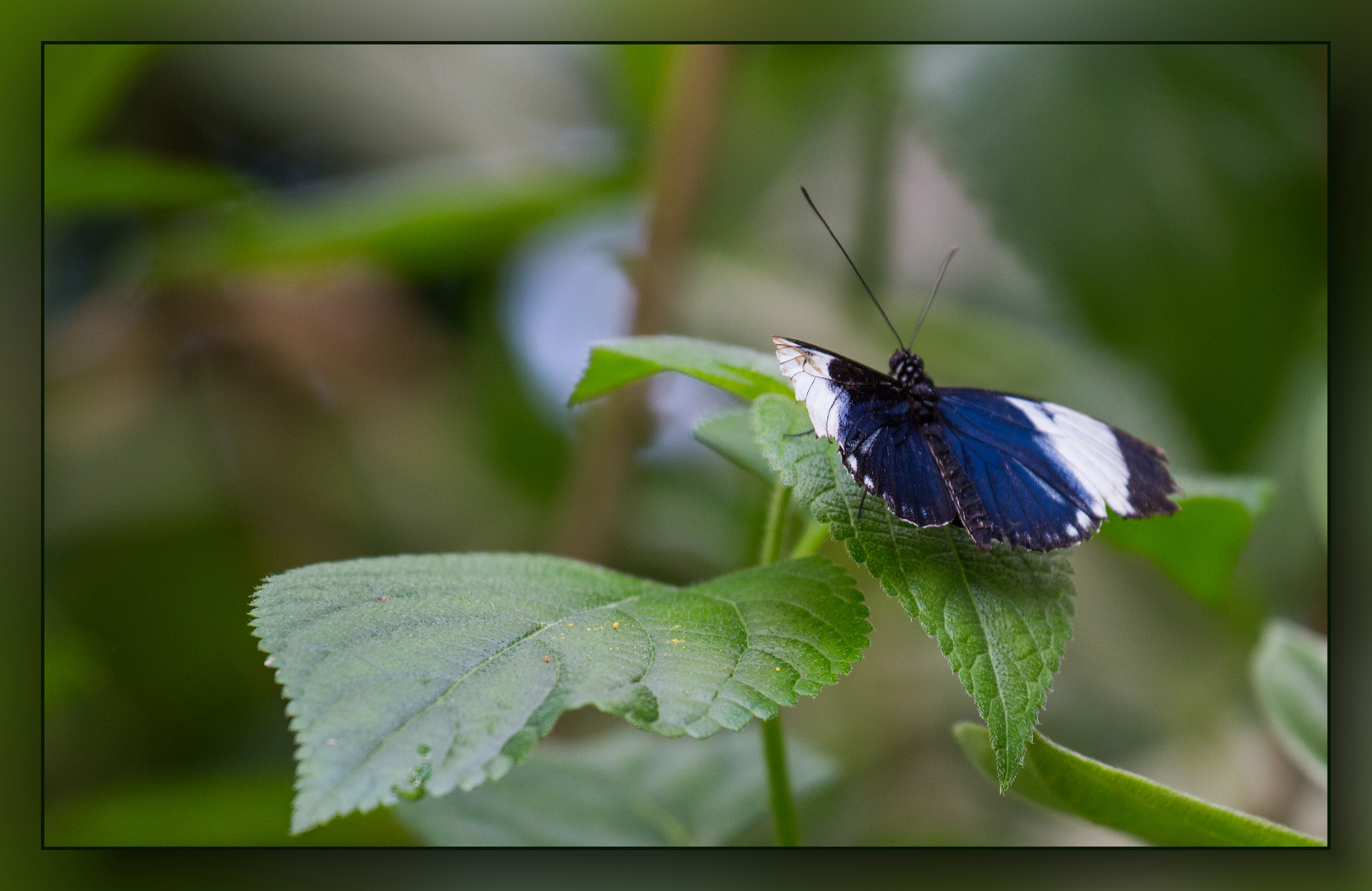 Tropischer Schmetterling