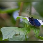 Tropischer Schmetterling