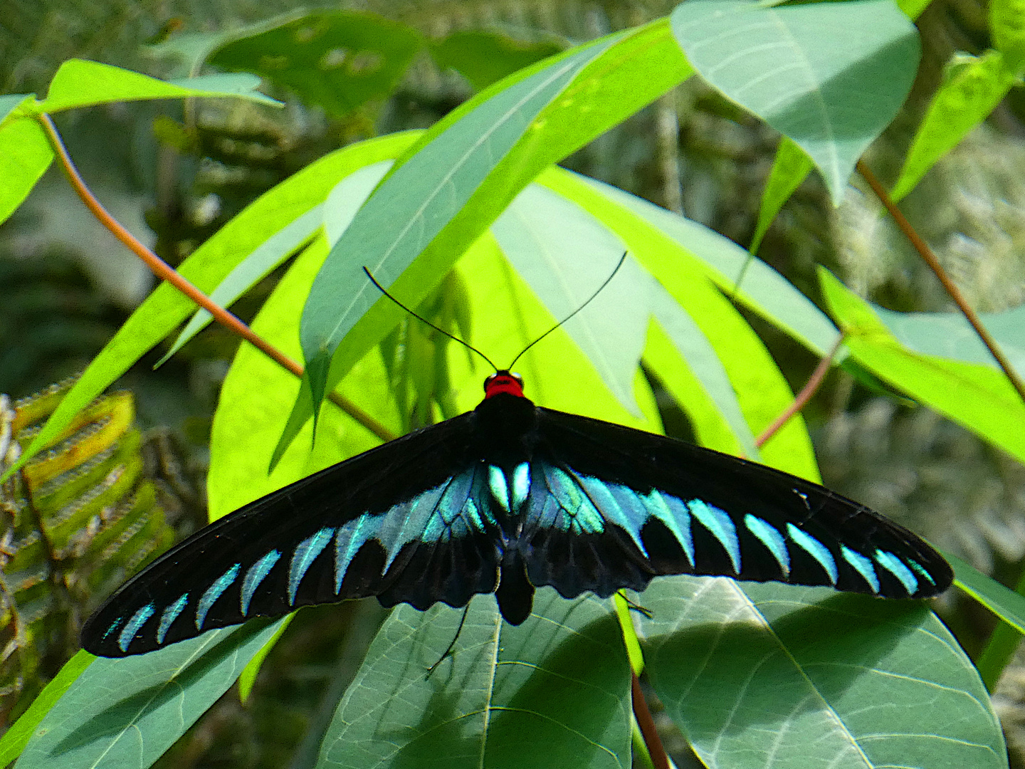 Tropischer Schmetterling
