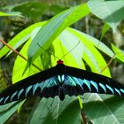 Tropischer Schmetterling