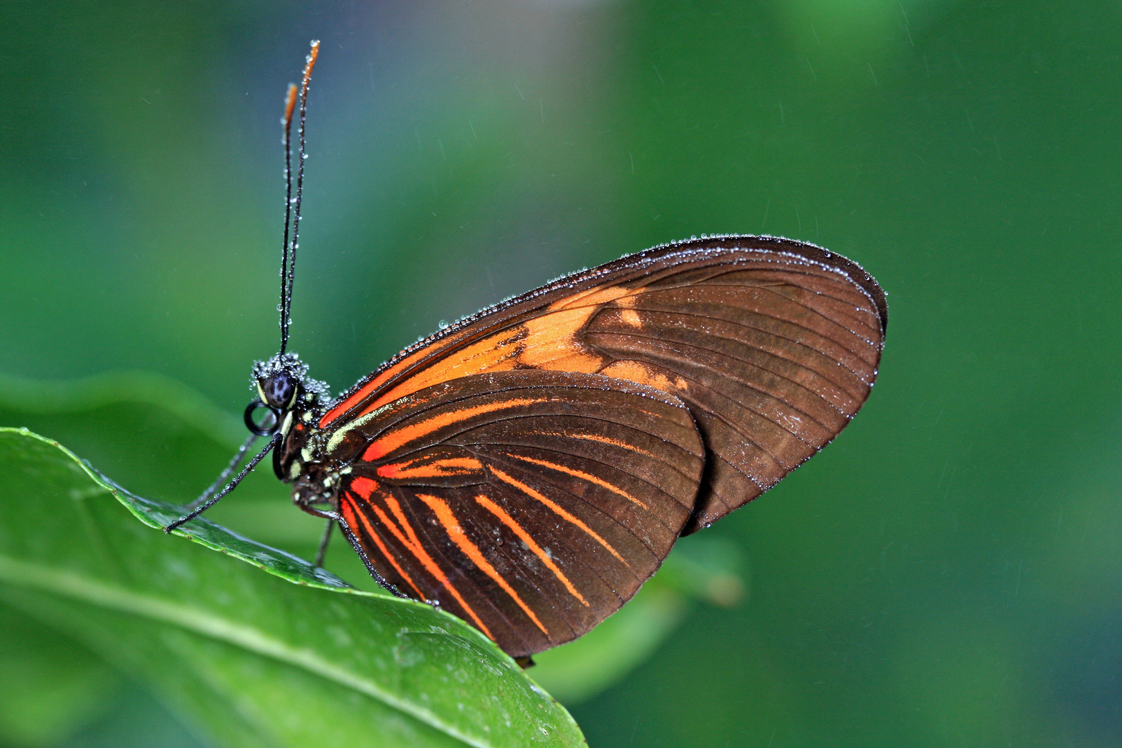 Tropischer Schmetterling