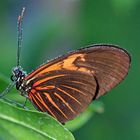 Tropischer Schmetterling