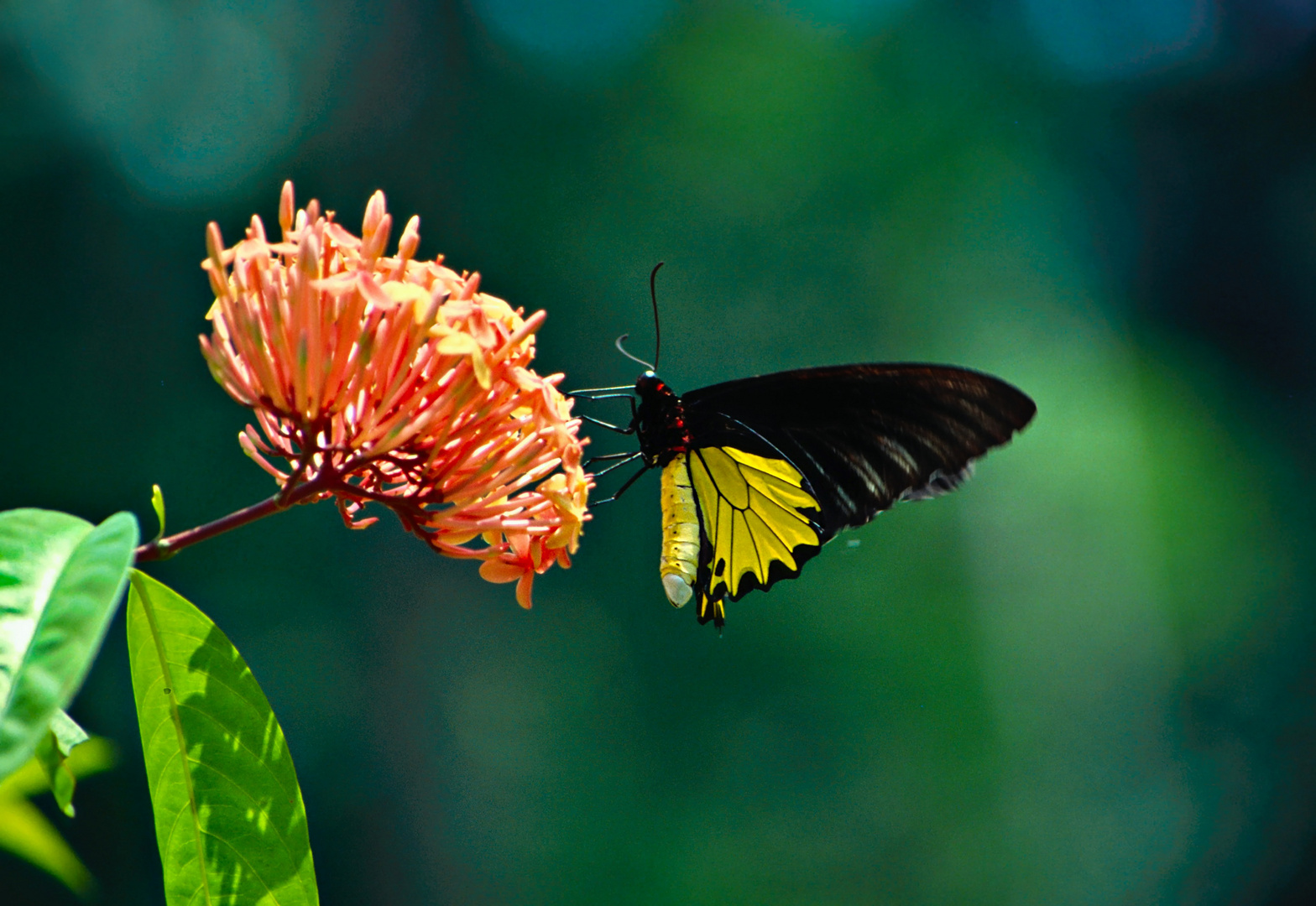 tropischer Schmetterling 