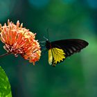 tropischer Schmetterling 