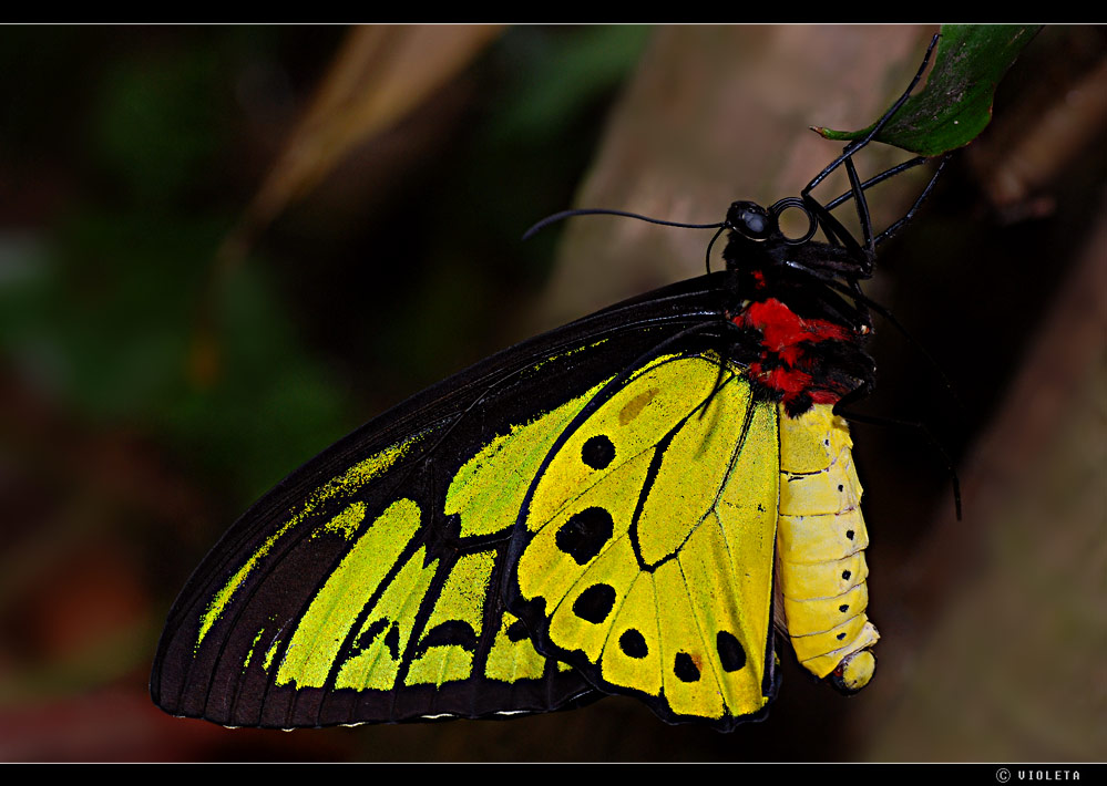 Tropischer Schmetterling